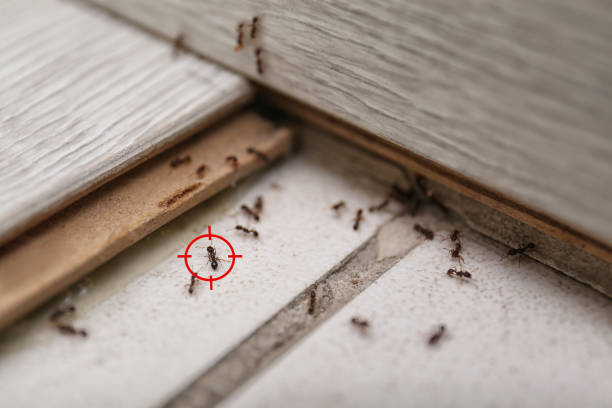 Best Spider Control Near Me  in Wilmington Island, GA
